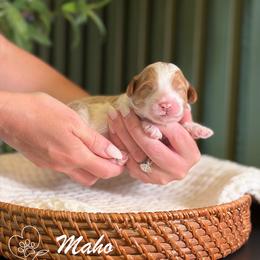 Maho - Parti male Goldendoodle puppy in Van Alstyne, Texas from Forest Haven Doodle Co.