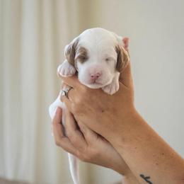 Cortland - Parti male Goldendoodle puppy in Acton, Maine from Silver Pines Pups
