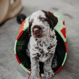 Wirehaired Pointing Griffon Puppies from Double Barrel Griffons