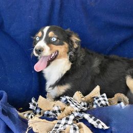 Limerick - Black tri female Miniature Australian Shepherd puppy in California from Eagle River Aussies