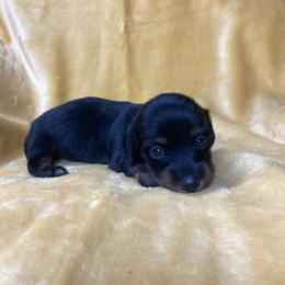 Kora - Black and tan female Dachshund puppy in Richmond, Virginia from Paw Prints