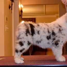 Australian Shepherd Puppies from Highline