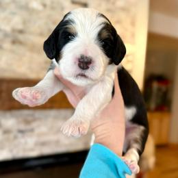 Fionn - Tri-color male Bernedoodle puppy in Midland, Michigan from Northern Charm Farm