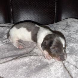 Dachshund Puppies from Sweet Peach Minis
