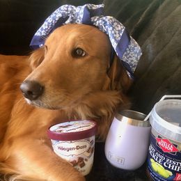 Goldendoodles and Golden Retrievers from Stay Golden