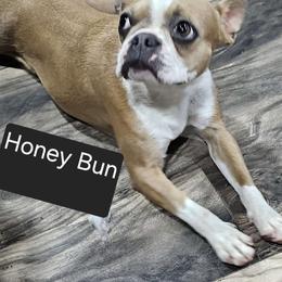 Bunny - Boston Terrier