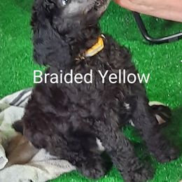 Braided Yellow collar - Black male Poodle puppy in Hernando, Florida from Loveablepoodles