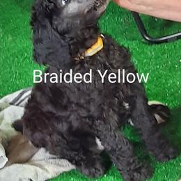 Braided Yellow collar - Black male Poodle puppy in Hernando, Florida from Loveablepoodles