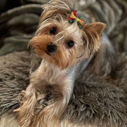 Roxie - Yorkshire Terrier