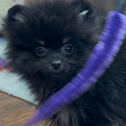 Pepperoni - Black and tan female Pomeranian puppy in Silver Springs, New York from Humehill