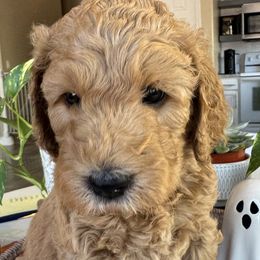 Vader - Sable male Goldendoodle puppy in Gilbert, Arizona from DogHouse Doodles