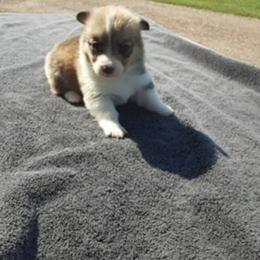 Pembroke Welsh Corgi Puppies from JD's Corgi Kennel