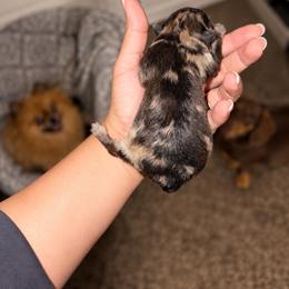 Girl 2 - Blue merle female Pomeranian puppy in Amarillo, Texas from Panhandle Poms