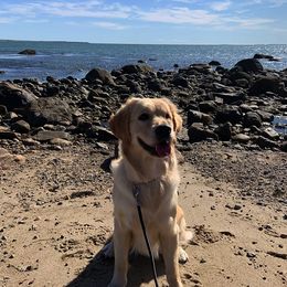 Golden Retriever All Grown Up from Bokamo Goldens