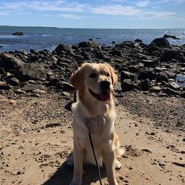 Golden Retriever All Grown Up from Bokamo Goldens