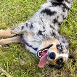 Zara - Blue merle female Miniature Australian Shepherd puppy in Michie, Tennessee from Acton Aussies