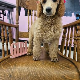 Girl 2 - Parti female Poodle puppy in Detroit, Michigan from Pretty Spoiled Spoos llc