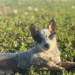 Bluey - Blue speckled female Australian Cattle Dog puppy in Rosharon, Texas from 4Surge Cattle Dogs
