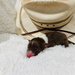 'Miller' - Red tri-color male Australian Shepherd puppy in Durand, Wisconsin from Larson’s Legacy Aussome Aussie Kennels