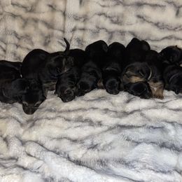 German Shepherd Puppies from Dady Shepherds