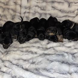 German Shepherd Puppies from Dady Shepherds