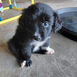 Bo Peep - Black & white female Australian Shepherd puppy in Alvin, Texas from Gulf Coast Aussies