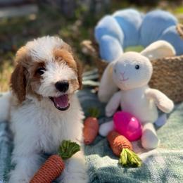 Cheyenne - Parti female Goldendoodle puppy in Jacksonville, Florida from Dandelion Doodles