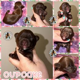 Cupcake - Liver female Yorkshire Terrier puppy in London, Kentucky from Soto Yorkies