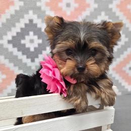 Myra TEACUP - Blue and gold female Yorkshire Terrier puppy in Monticello, Iowa from Ashley’s Puppies