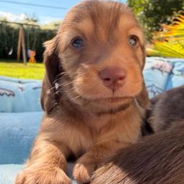 Chocolate Tan  Male2 - Chocolate and tan male Dachshund puppy in Nampa, Idaho from Long_and_Low_Dachshunds