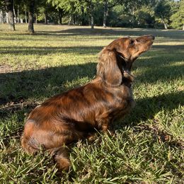 Sunshine - Dachshund
