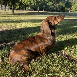 Sunshine - Dachshund