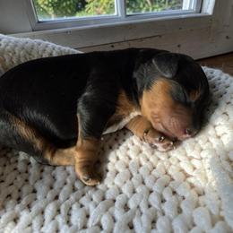 Apollo - Tri-color male Cavapoo puppy in Tucson, Arizona from Adored Poodle & Doodles