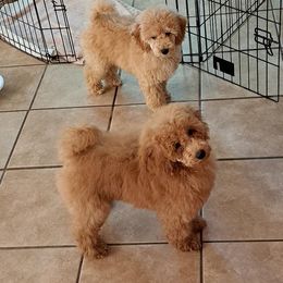 Poodle All Grown Up from Silver Moon Poodles