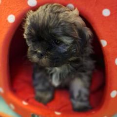 Queen - Brindle female Mal-Shi puppy in Apollo Beach, Florida from Gemstone Exclusive Pups of Florida