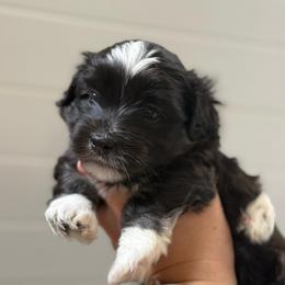 Green Collar (Luigi) - Black and white male Havanese puppy in Silverton, Oregon from PNW Havanese