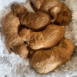 Goldendoodle puppies from Missoula Family Goldendoodles