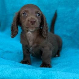 River - Chocolate male Dachshund puppy in Lincoln, Arkansas from Red Dirt Dachshunds
