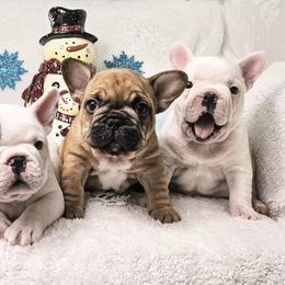French Bulldog Puppies from JOLYNN Mecham