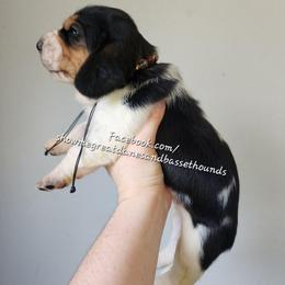 Brown collar - Black white and brown male Basset Hound puppy in Alton, Illinois from Show Me Great Danes and Basset Hounds