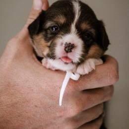 Gali - Black and tan female Pembroke Welsh Corgi puppy in South Otselic, New York from Ridge Top Corgis