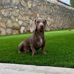 Louis - Dachshund