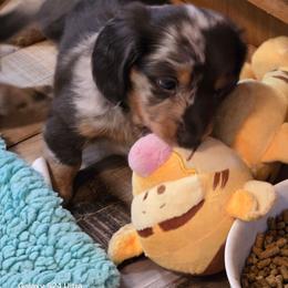 Casanova 4,300 - Dapple male Dachshund puppy in Tonopah, Arizona from Desert Diamond Dachshunds