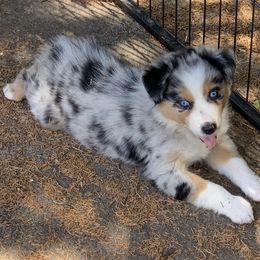 Australian Shepherd Puppies from Spectacular Aussies