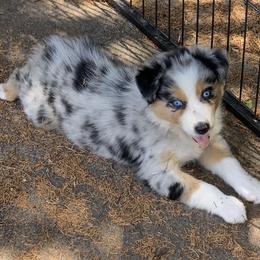 Australian Shepherd Puppies from Spectacular Aussies