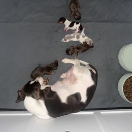 Dachshund Puppies from Royalty Grove Dachshunds