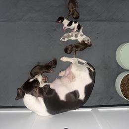 Dachshund Puppies from Royalty Grove Dachshunds