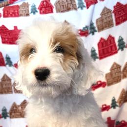 Koda - Parti male Goldendoodle puppy in Shelby Township, Michigan from Shelby Doodles MI LLC