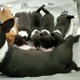 Basenji and Estrela Mountain Dog Puppies from Haus Annandael Basenjis