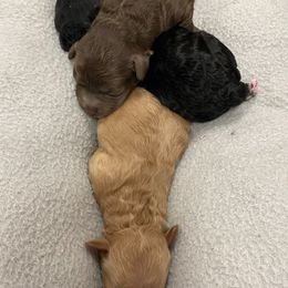 Poodle Puppies from Toy Poodles 305